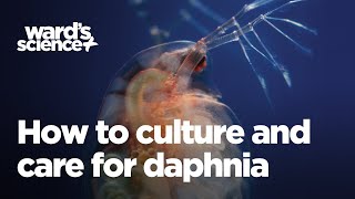 Caring and Culturing for Daphnia [upl. by Mharba363]