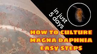 How to Culture Magna Daphnia Easily [upl. by Paff]