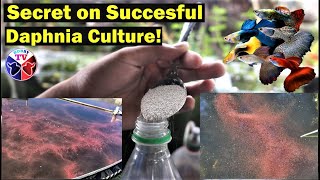 How to Culture Daphnia Successfully [upl. by Aissilem]