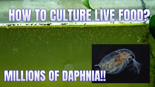 How to Culture Daphnia Secret Method to Breed MILLIONS  Simply Aquatic [upl. by Ahsenyt641]