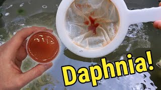 How I Culture Daphnia In Outdoor Tubs [upl. by Salguod893]