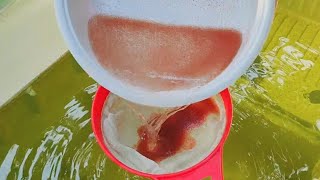 How to culture daphnia  Daphnia culture  How to grow daphnia outdoor [upl. by Friday894]