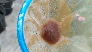 How to culture daphnia moina in a small container Part 1 English Subtitle [upl. by Nettle]