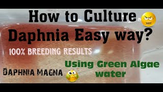 Daphnia MagnaHow to Culture Daphnia Easy wayCulturing Daphnia using Green water Daphnia [upl. by Silvestro]