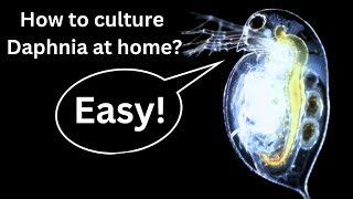 BEST Live Fish Food Beginner guide How to Culture Daphnia at home [upl. by Reiss904]