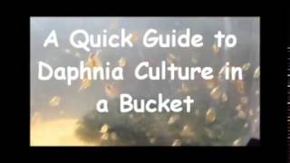 How to culture daphnia outside [upl. by Choong]