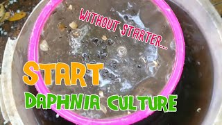 How to culture daphnia moina the easy way 1  Starting the Daphnia culture [upl. by Eugine]