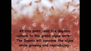 Daphnia  How to grow daphnia in your home [upl. by Ciel]