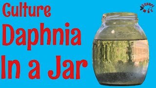 How to Culture Daphnia in a Jar [upl. by Townie219]