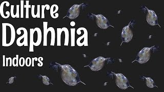 How to Culture Daphnia [upl. by Eelrebmyk188]