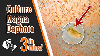 How to culture DAPHNIA MAGNA  The easy way [upl. by Animas]