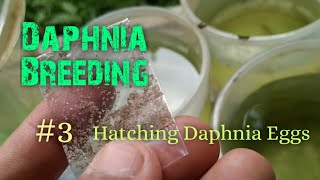 Daphnia Culture made simple and easy 3  Hatching Daphnia eggs [upl. by Miksen]