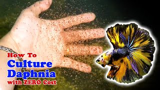 How to Culture Daphnia with ZERO Cost  Unlimited Live Food For Our Fish [upl. by Esimehc]