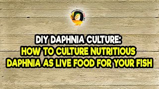 DIY Daphnia Culture How to Culture Nutritious Daphnia as Live Food for Your Fish [upl. by Sajet]