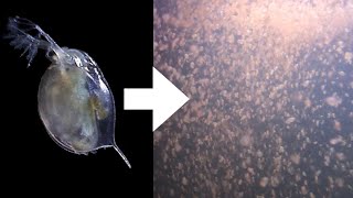 How I Culture Daphnia [upl. by Enyar]