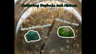 How To Culture Daphnia and Moinas using Green Water Spirulina powder [upl. by Octave]