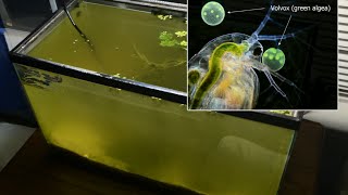 Raising Daphnia for the Freshwater Aquarium [upl. by Colon643]