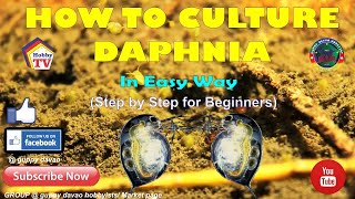 HOW TO CULTURE DAPHNIA In Easy Way [upl. by Kyne]